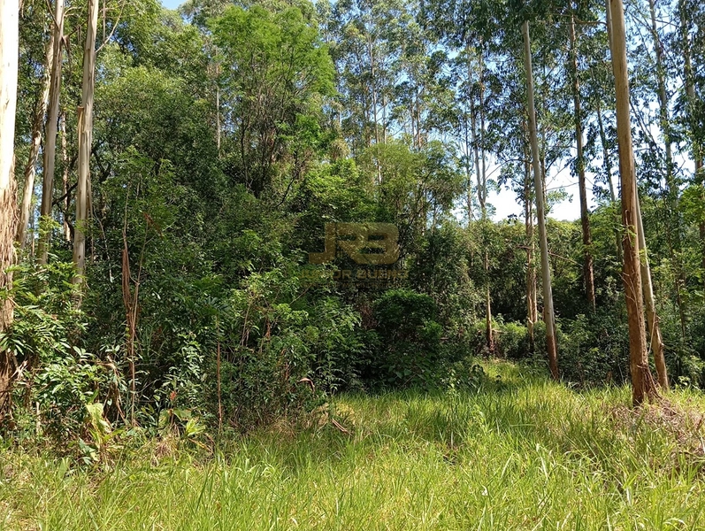 17,49 ha À VENDA AS MARGENS DA RS-585: 12ª foto da galeria de imagens do imóvel