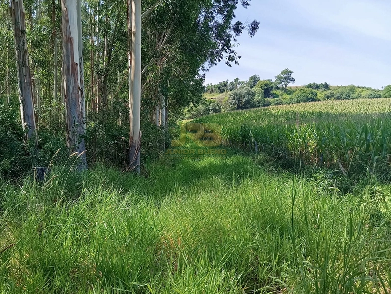 17,49 ha À VENDA AS MARGENS DA RS-585: 18ª foto da galeria de imagens do imóvel