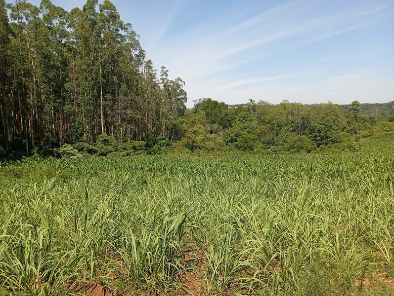 17,49 ha À VENDA AS MARGENS DA RS-585: 17ª foto da galeria de imagens do imóvel