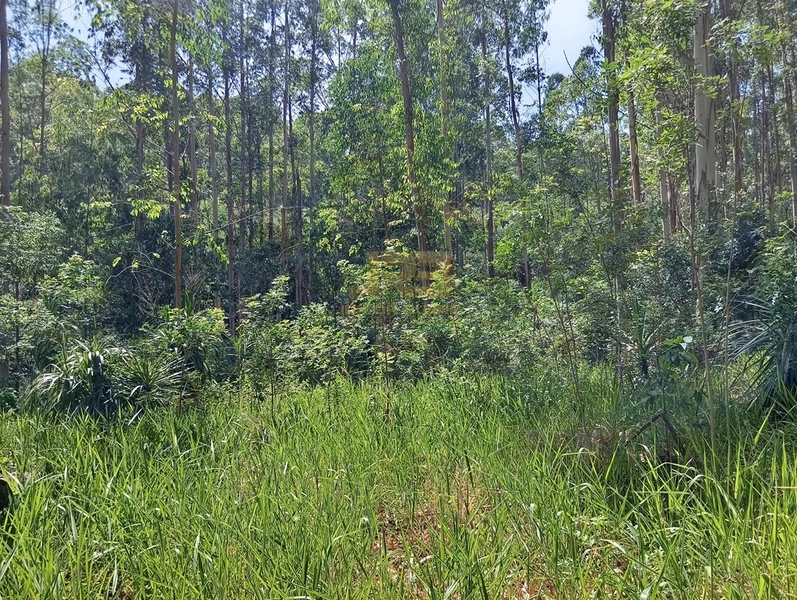 17,49 ha À VENDA AS MARGENS DA RS-585: 9ª foto da galeria de imagens do imóvel