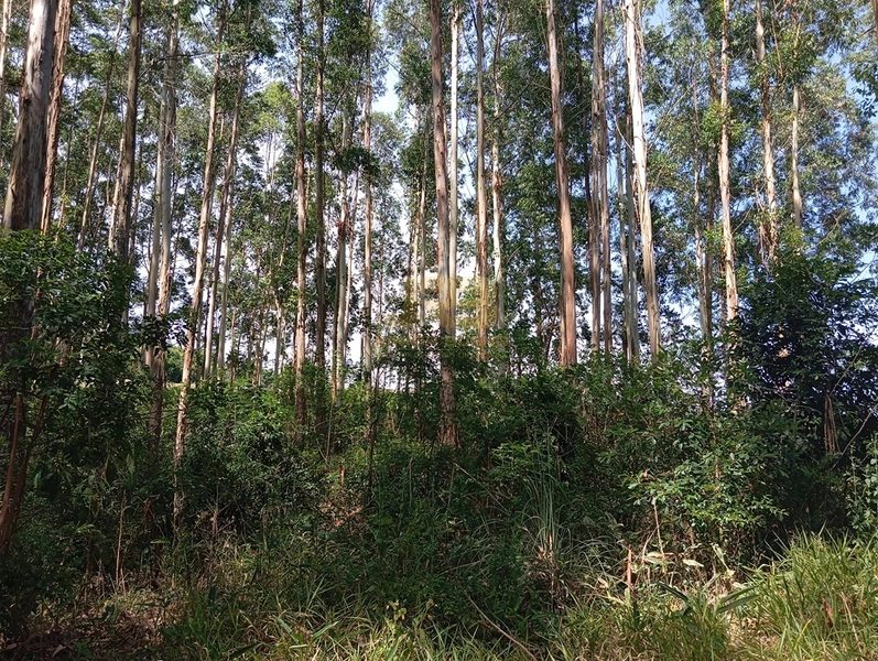 17,49 ha À VENDA AS MARGENS DA RS-585: 16ª foto da galeria de imagens do imóvel