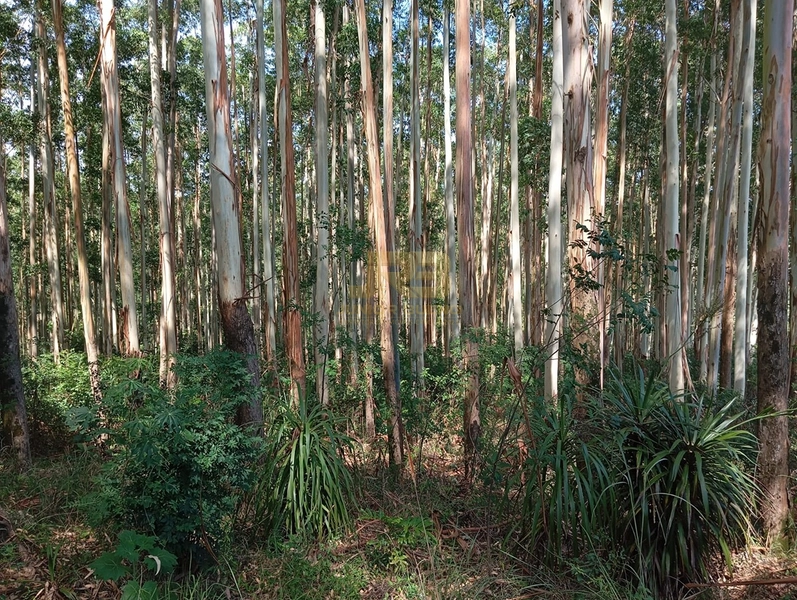 17,49 ha À VENDA AS MARGENS DA RS-585: 7ª foto da galeria de imagens do imóvel