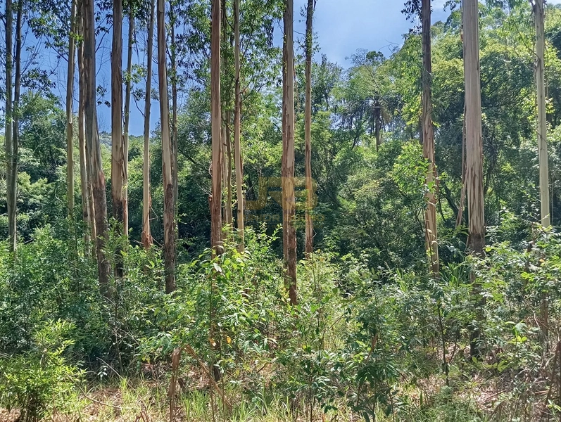 17,49 ha À VENDA AS MARGENS DA RS-585: 14ª foto da galeria de imagens do imóvel