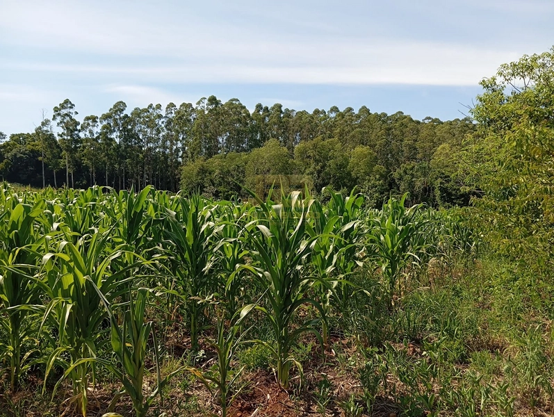 17,49 ha À VENDA AS MARGENS DA RS-585: 3ª foto da galeria de imagens do imóvel