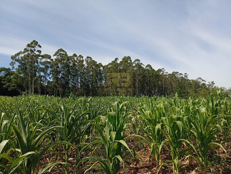 17,49 ha À VENDA AS MARGENS DA RS-585: 2ª foto da galeria de imagens do imóvel