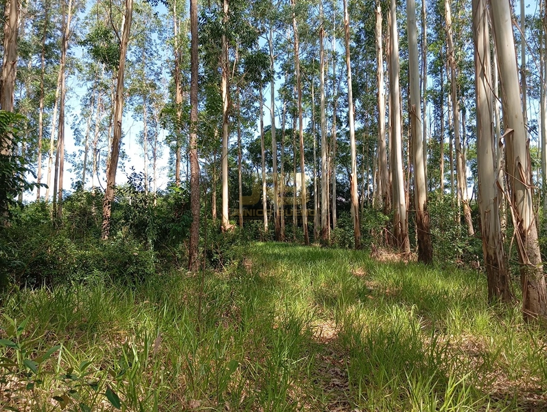 17,49 ha À VENDA AS MARGENS DA RS-585: 15ª foto da galeria de imagens do imóvel