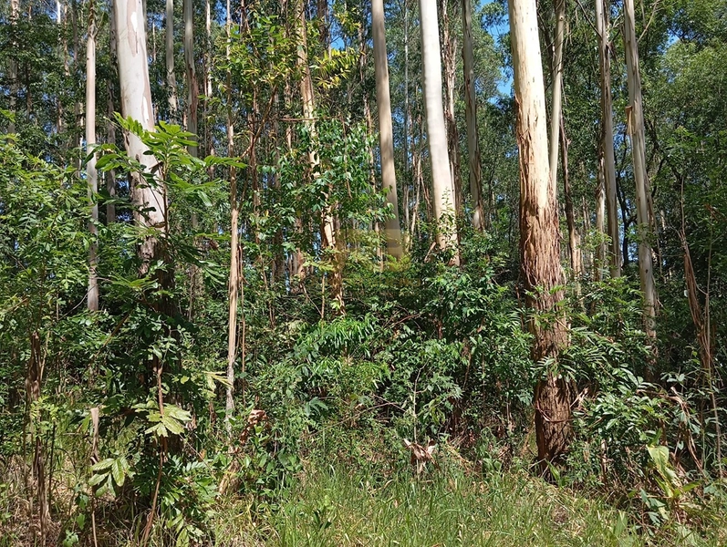 17,49 ha À VENDA AS MARGENS DA RS-585: 11ª foto da galeria de imagens do imóvel