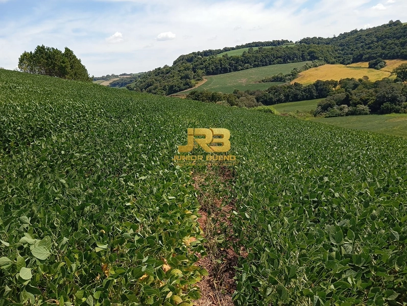 21,8 ha DE TERRAS EM JABOTICABA VALOR 100,000 O ha: 13ª foto da galeria de imagens do imóvel
