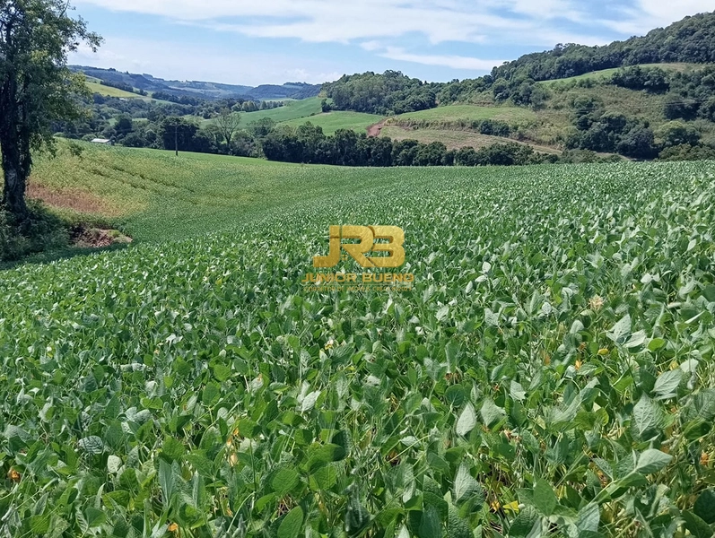 21,8 ha DE TERRAS EM JABOTICABA VALOR 100,000 O ha: 18ª foto da galeria de imagens do imóvel