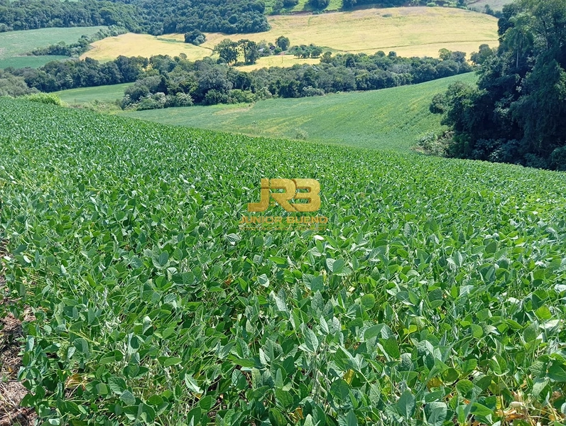 21,8 ha DE TERRAS EM JABOTICABA VALOR 100,000 O ha: 14ª foto da galeria de imagens do imóvel