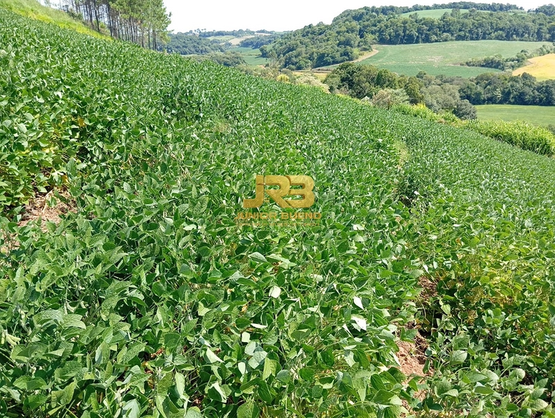21,8 ha DE TERRAS EM JABOTICABA VALOR 100,000 O ha: 21ª foto da galeria de imagens do imóvel