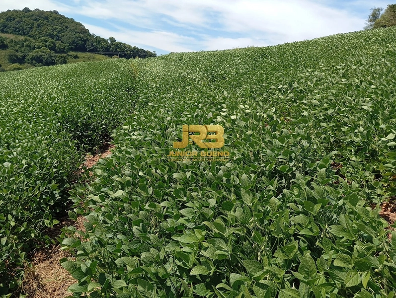 21,8 ha DE TERRAS EM JABOTICABA VALOR 100,000 O ha: 19ª foto da galeria de imagens do imóvel
