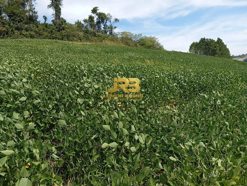 21,8 ha DE TERRAS EM JABOTICABA VALOR 100,000 O ha: 20ª foto da galeria de imagens do imóvel