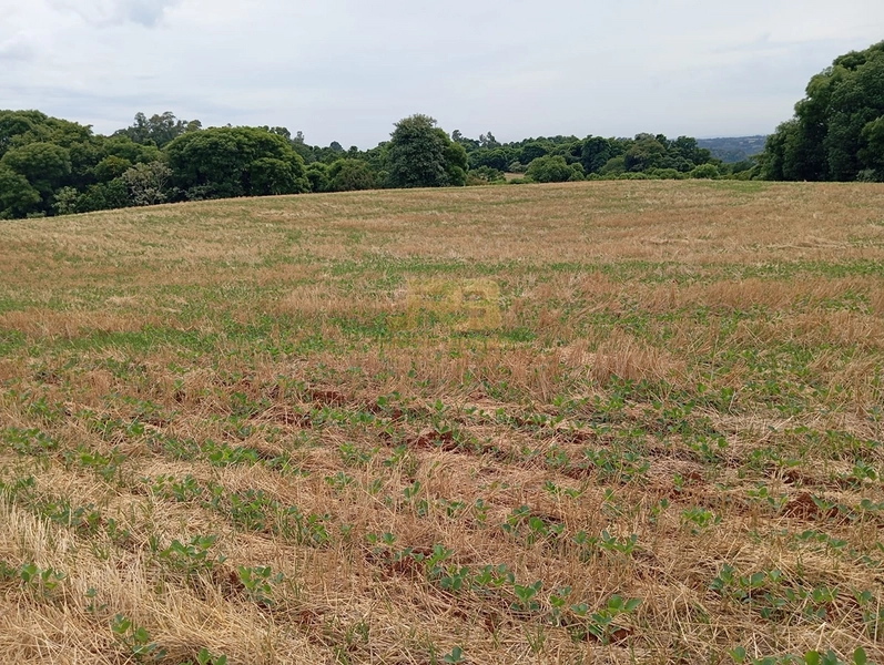 EXCELENTE CHÁCARA À VENDA: 17ª foto da galeria de imagens do imóvel