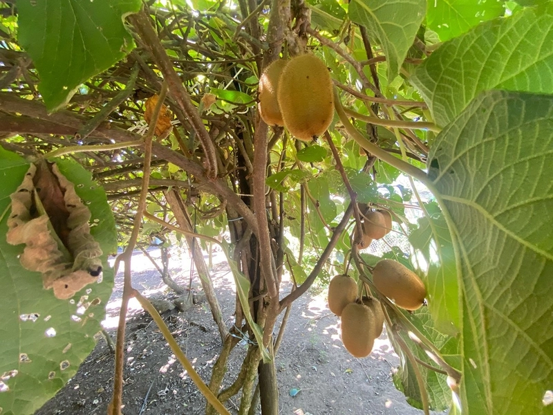 🌳 Chácara em Condomínio Fechado com 2 Casas e Piscina em Vila Seca – Terreno de 4.512m: 18ª foto da galeria de imagens do imóvel