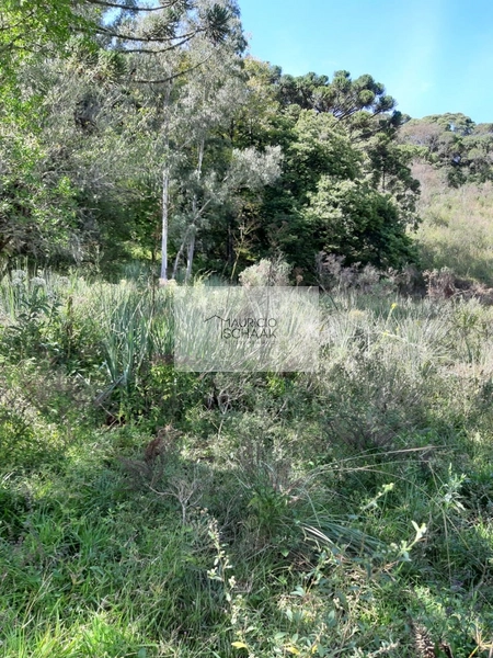 Área de terra em Caxias do Sul: 3ª foto da galeria de imagens do imóvel