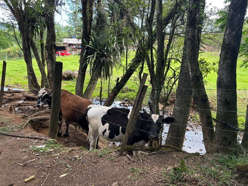 Chácara a venda em Nova Hartz : 18ª foto da galeria de imagens do imóvel