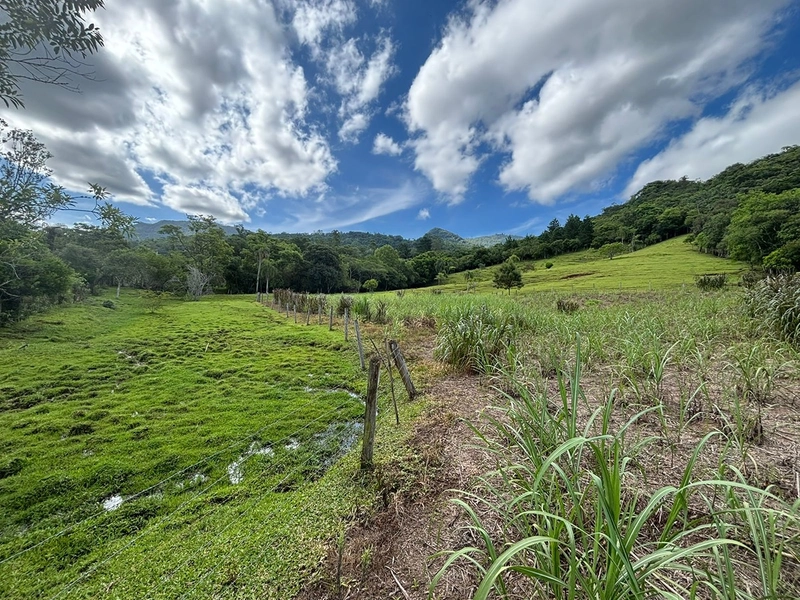 Chácara a venda em Nova Hartz : 16ª foto da galeria de imagens do imóvel