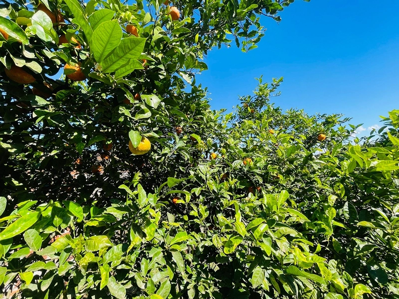 Chácara á Venda!: 30ª foto da galeria de imagens do imóvel