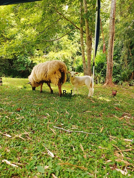 Chácara á Venda!: 8ª foto da galeria de imagens do imóvel