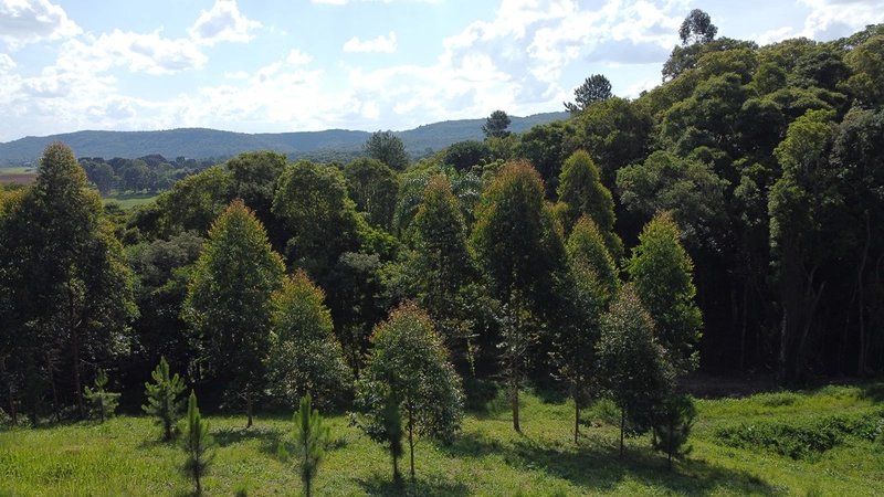 CHÁCARA FORMADA, 500m ESTRADA DE CHÃO, VISTA PARA SERRA DE SÃO LUIZ DO PURUNÃ: 23ª foto da galeria de imagens do imóvel