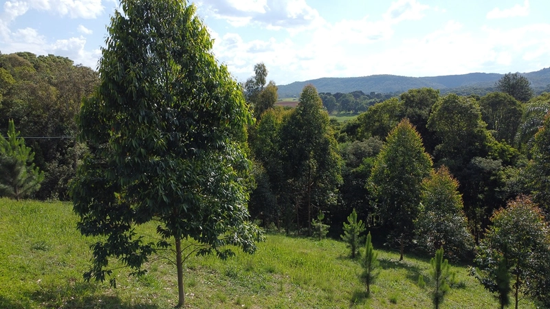 CHÁCARA FORMADA, 500m ESTRADA DE CHÃO, VISTA PARA SERRA DE SÃO LUIZ DO PURUNÃ: 22ª foto da galeria de imagens do imóvel