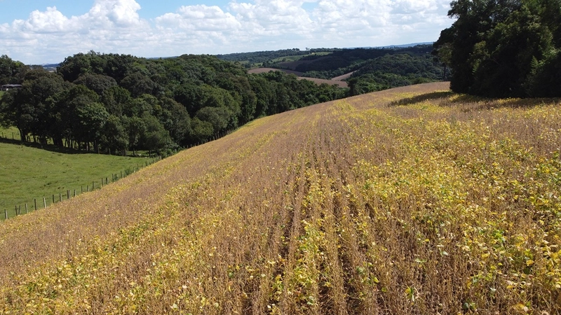TERRENO PARA FORMAÇÃO DE CHÁCARA / PLANTIO COLÔNIA BALBINO CUNHA: 12ª foto da galeria de imagens do imóvel