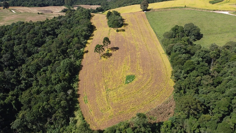 TERRENO PARA FORMAÇÃO DE CHÁCARA / PLANTIO COLÔNIA BALBINO CUNHA: 10ª foto da galeria de imagens do imóvel