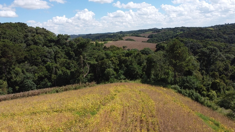 TERRENO PARA FORMAÇÃO DE CHÁCARA / PLANTIO COLÔNIA BALBINO CUNHA: 24ª foto da galeria de imagens do imóvel