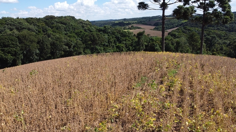 TERRENO PARA FORMAÇÃO DE CHÁCARA / PLANTIO COLÔNIA BALBINO CUNHA: 22ª foto da galeria de imagens do imóvel