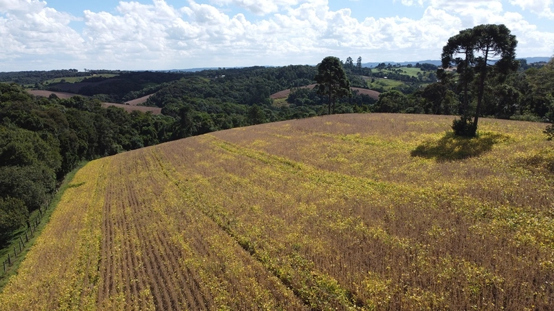 TERRENO PARA FORMAÇÃO DE CHÁCARA / PLANTIO COLÔNIA BALBINO CUNHA: 16ª foto da galeria de imagens do imóvel