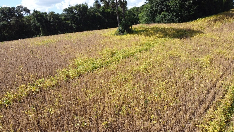 TERRENO PARA FORMAÇÃO DE CHÁCARA / PLANTIO COLÔNIA BALBINO CUNHA: 18ª foto da galeria de imagens do imóvel