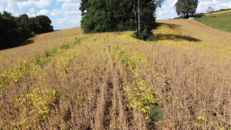 TERRENO PARA FORMAÇÃO DE CHÁCARA / PLANTIO COLÔNIA BALBINO CUNHA: 20ª foto da galeria de imagens do imóvel