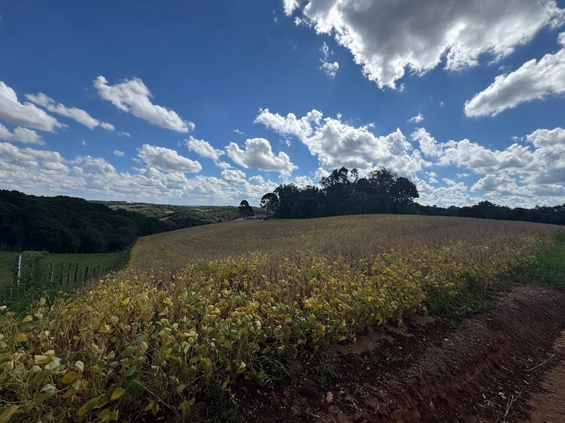 TERRENO PARA FORMAÇÃO DE CHÁCARA / PLANTIO COLÔNIA BALBINO CUNHA: 26ª foto da galeria de imagens do imóvel