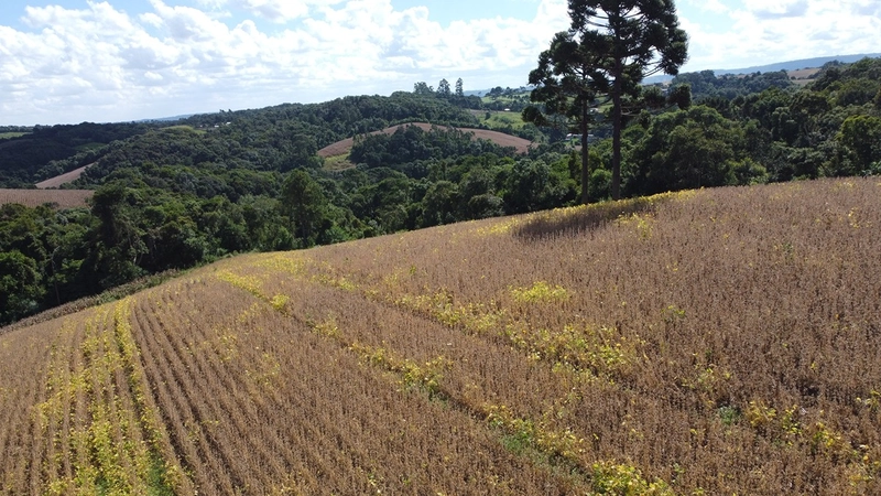 TERRENO PARA FORMAÇÃO DE CHÁCARA / PLANTIO COLÔNIA BALBINO CUNHA: 17ª foto da galeria de imagens do imóvel