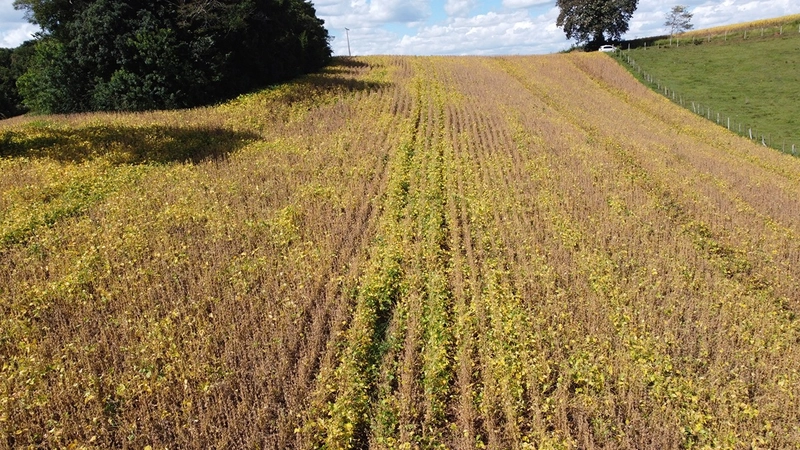 TERRENO PARA FORMAÇÃO DE CHÁCARA / PLANTIO COLÔNIA BALBINO CUNHA: 19ª foto da galeria de imagens do imóvel