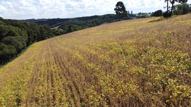TERRENO PARA FORMAÇÃO DE CHÁCARA / PLANTIO COLÔNIA BALBINO CUNHA: 13ª foto da galeria de imagens do imóvel