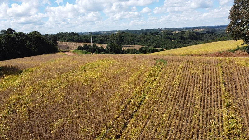 TERRENO PARA FORMAÇÃO DE CHÁCARA / PLANTIO COLÔNIA BALBINO CUNHA: 14ª foto da galeria de imagens do imóvel