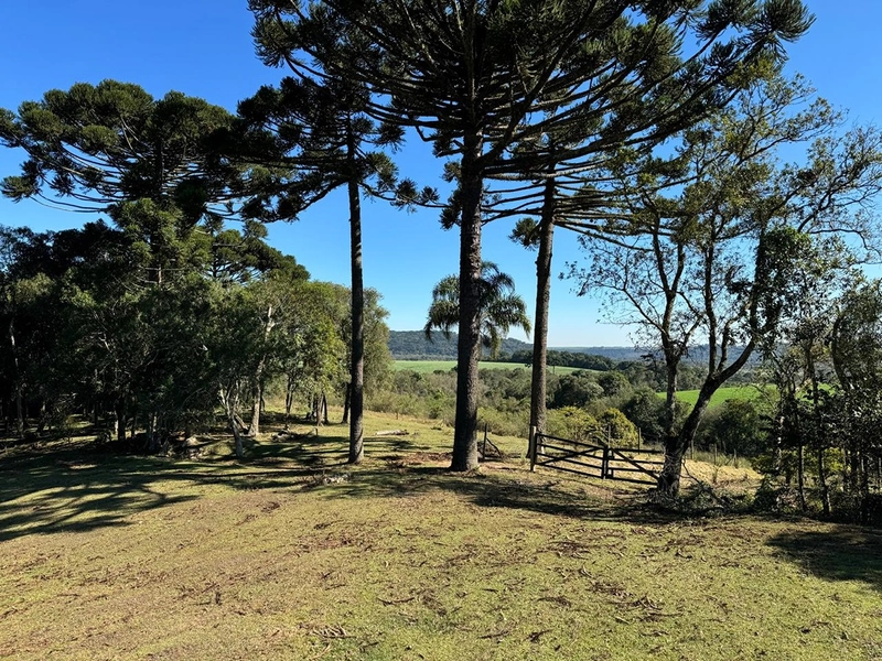 CHÁCARA PRÓXIMO AO CENTRO DA BALSA NOVA, QUASE 6 ALQUEIRES: 5ª foto da galeria de imagens do imóvel