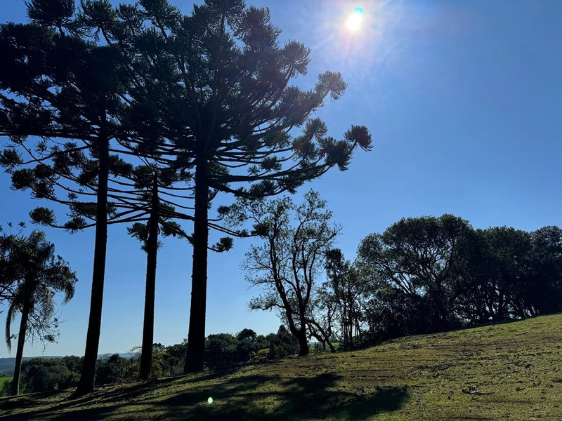 CHÁCARA PRÓXIMO AO CENTRO DA BALSA NOVA, QUASE 6 ALQUEIRES: 6ª foto da galeria de imagens do imóvel