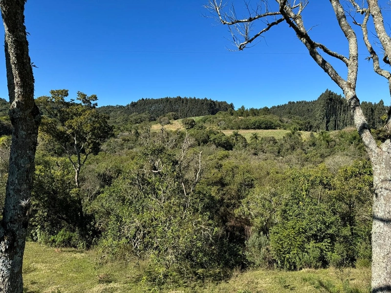 CHÁCARA PRÓXIMO AO CENTRO DA BALSA NOVA, QUASE 6 ALQUEIRES: 37ª foto da galeria de imagens do imóvel