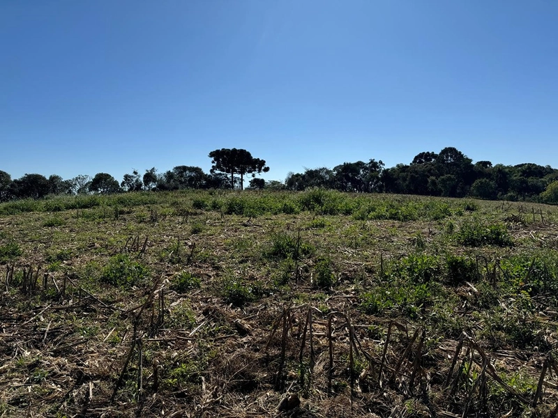 CHÁCARA PRÓXIMO AO CENTRO DA BALSA NOVA, QUASE 6 ALQUEIRES: 17ª foto da galeria de imagens do imóvel