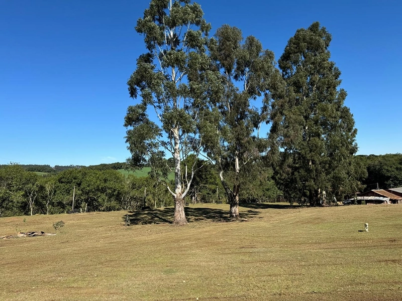 CHÁCARA PRÓXIMO AO CENTRO DA BALSA NOVA, QUASE 6 ALQUEIRES: 49ª foto da galeria de imagens do imóvel