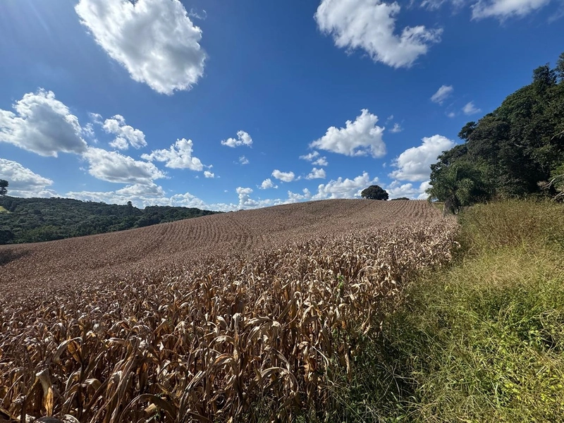 TERRENO PARA FORMAÇÃO DE CHÁCARA / PLANTIO 10 MINUTOS DO CENTRO: 7ª foto da galeria de imagens do imóvel