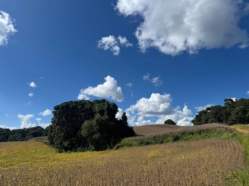 TERRENO PARA FORMAÇÃO DE CHÁCARA / PLANTIO 10 MINUTOS DO CENTRO: 10ª foto da galeria de imagens do imóvel