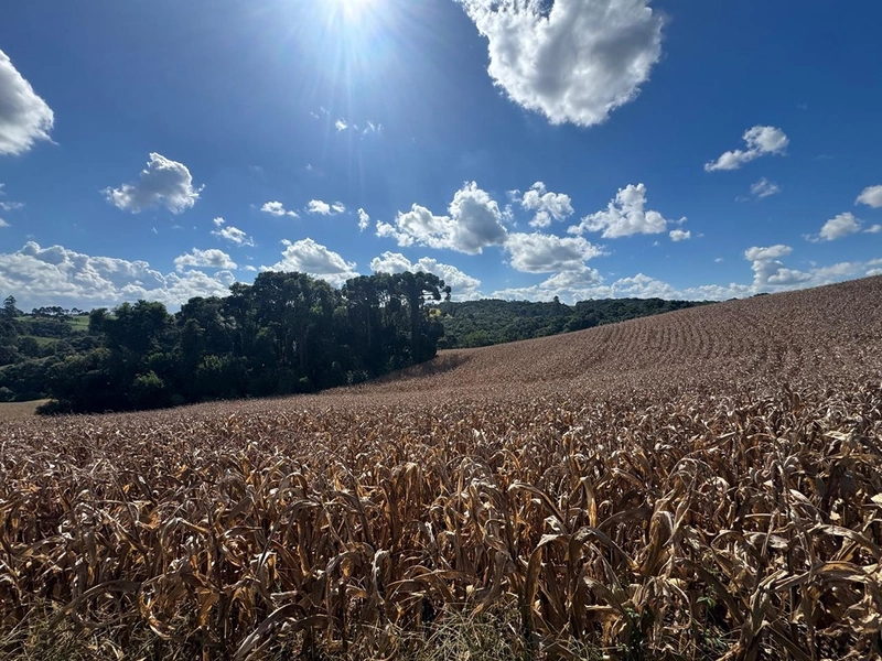 TERRENO PARA FORMAÇÃO DE CHÁCARA / PLANTIO 10 MINUTOS DO CENTRO: 2ª foto da galeria de imagens do imóvel