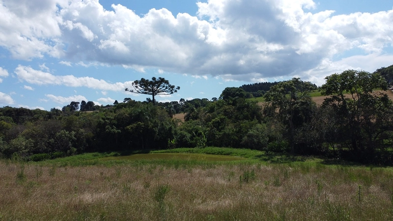 TERRENO PARA FORMAÇÃO DE CHÁCARA PRÓXIMO AO CENTRO DE ARAUCÁRIA: 12ª foto da galeria de imagens do imóvel