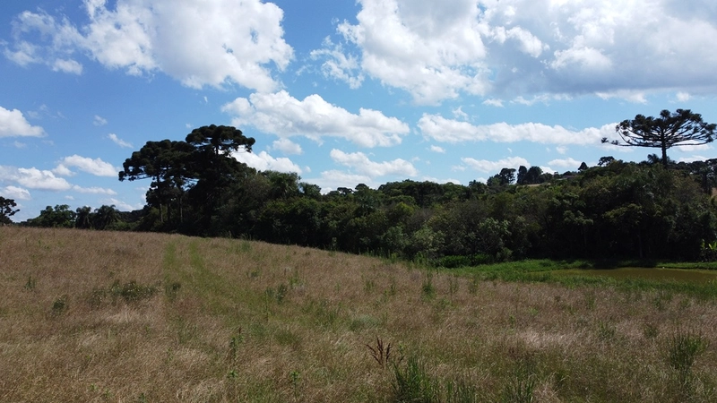 TERRENO PARA FORMAÇÃO DE CHÁCARA PRÓXIMO AO CENTRO DE ARAUCÁRIA: 11ª foto da galeria de imagens do imóvel