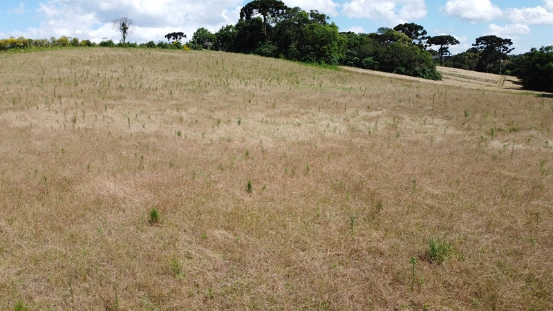 TERRENO PARA FORMAÇÃO DE CHÁCARA PRÓXIMO AO CENTRO DE ARAUCÁRIA: 15ª foto da galeria de imagens do imóvel