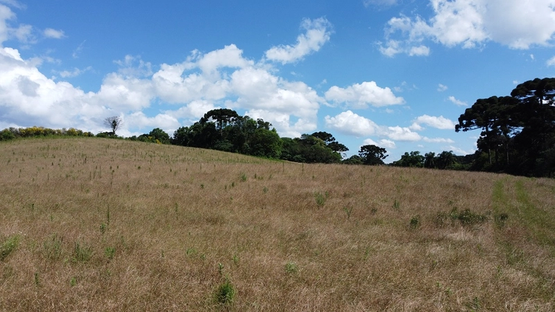 TERRENO PARA FORMAÇÃO DE CHÁCARA PRÓXIMO AO CENTRO DE ARAUCÁRIA: 9ª foto da galeria de imagens do imóvel